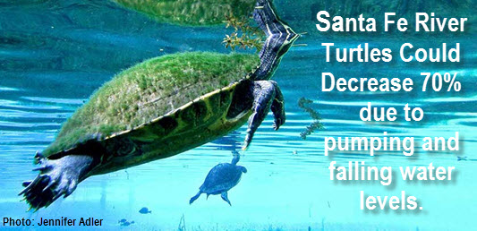 Santa Fe River turtle by Jennifer Adler; addidional copy reads Santa Re River turtles could decrease 70% due to pumping and falling water levels