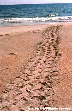 Loggerhead Turtle Tracks