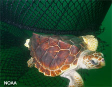 Sea turtle escaping through TED opening (NOAA)