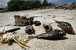 Dead fish in North Naples