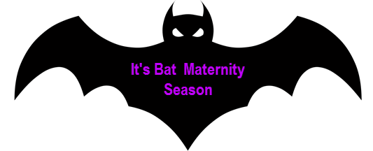 image of bat with copy: it's bat maternity season
