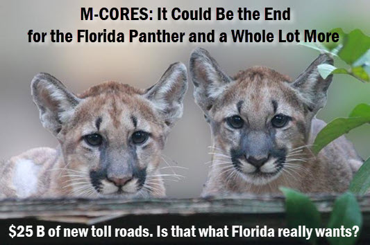 Photo of Florida Panthers with copy: M-CORES: It could be the end of the florida panther and a whole lot more. 25 billion of new toll roads. Is that what Florida really wants?