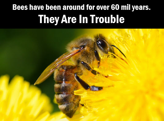 bee photo by KP Bandyopadhyay - Unsplash, with copy: bees have been around for 60 million years. They are in trouble.