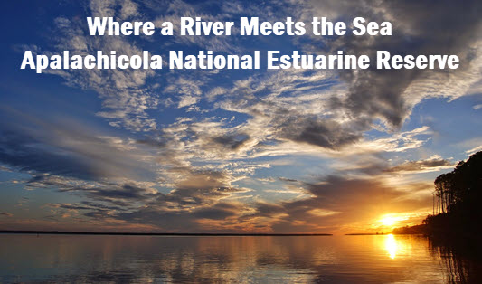 Apalachicola National Estuarine Reserve: Where a river meets the sea