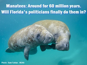 Manatees under water with caption: Manatees: Around for 60 million years. Will Florida's politicians finally do them in?