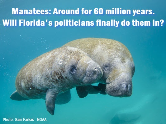 Manatees under water with caption: Manatees: Around for 60 million years. Will Florida's politicians finally do them in?