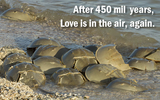 Photo: horseshoe crabs with caption: after 450 mil years, love is in the air, again