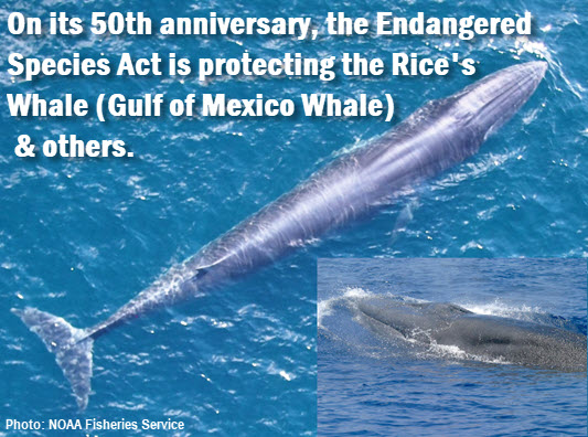 Rice's Whales with caption: On its 50th anniversary, the Endangered Species Act is protecting the Rice's Whale (Gulf of Mexico Whale)