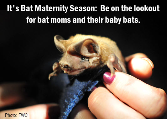 It's bat maternity season