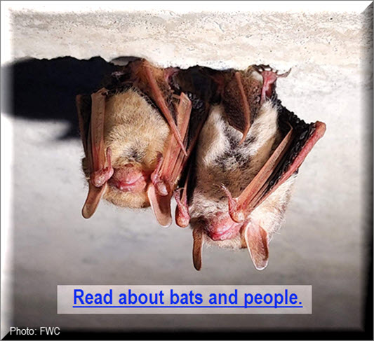 Read more about bats and people